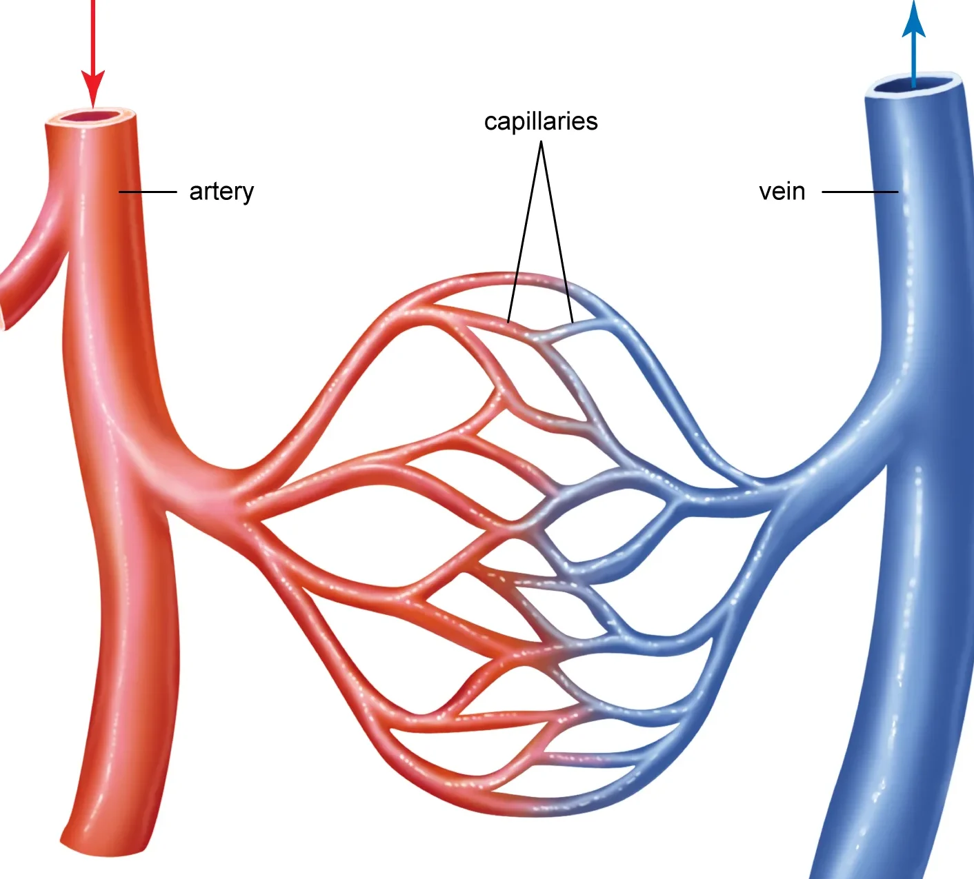 cardiovascular system