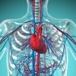 The Cardiovascular System: An In-Depth Overview