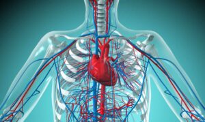 The Cardiovascular System: An In-Depth Overview