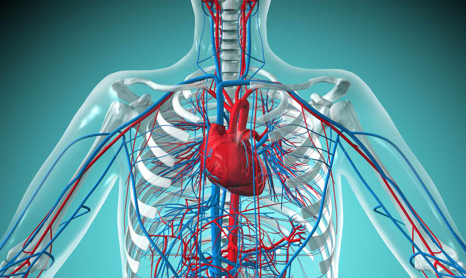 The Cardiovascular System: An In-Depth Overview